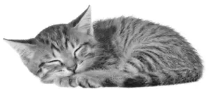 OpenCV Greyscale