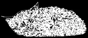 Main object edges